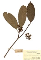 藏品(大花枇杷)的圖片